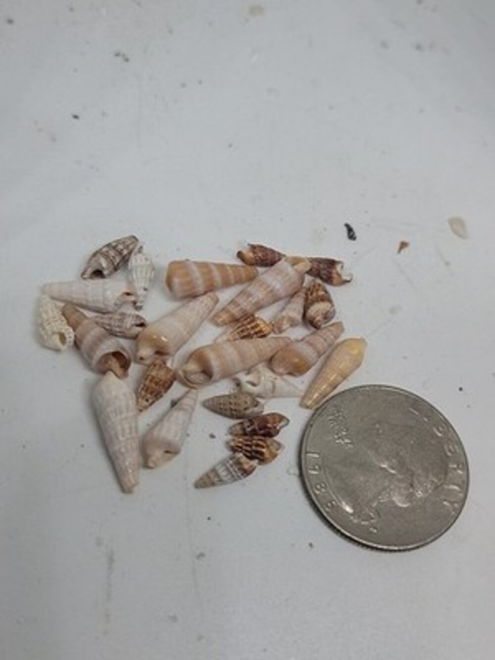 Lot Of 25 Auger Seashells Mini Micro Teeny Tiny Small Old Collection